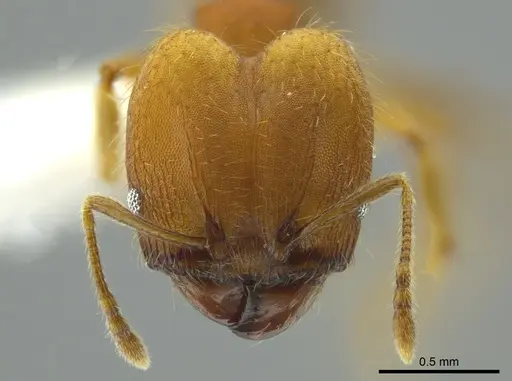Pheidole anastasii specimen