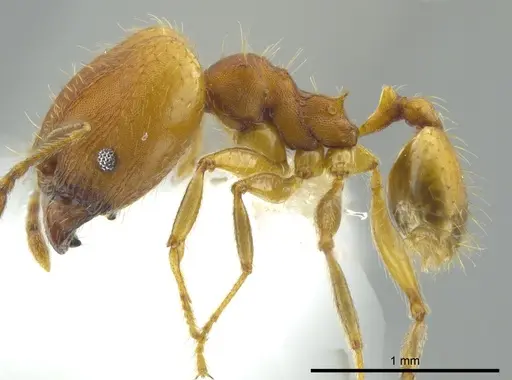 Pheidole anastasii specimen