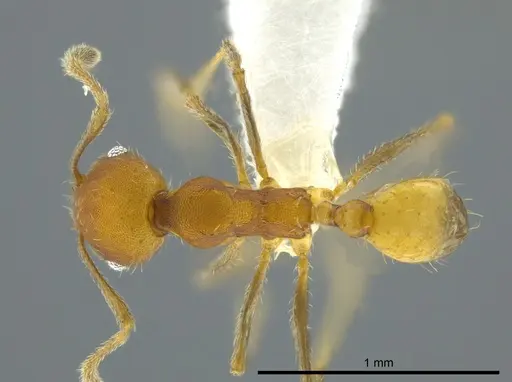 Pheidole anastasii - CASENT0619900