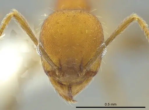 Pheidole anastasii - CASENT0619900