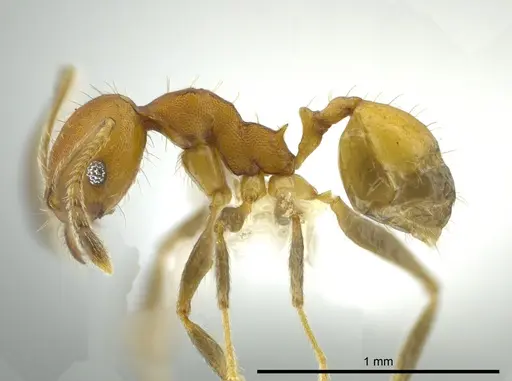 Pheidole anastasii - CASENT0619900