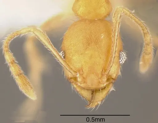 Pheidole anastasii - CASENT0635433
