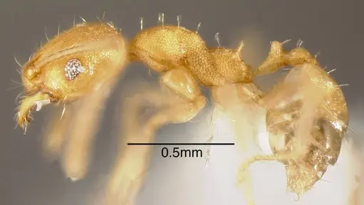 Pheidole anastasii - CASENT0635433