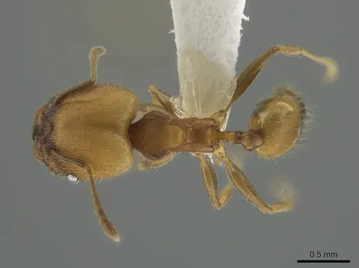 Pheidole anastasii - CASENT0637891