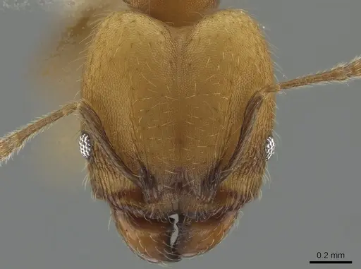 Pheidole anastasii - CASENT0637891
