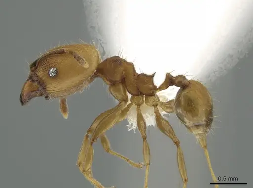 Pheidole anastasii - CASENT0637891