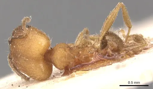 Pheidole anastasii - CASENT0904422