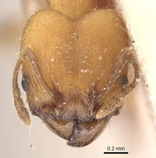 Pheidole anastasii - CASENT0904422