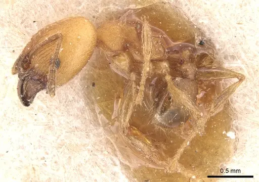 Pheidole anastasii - CASENT0904422