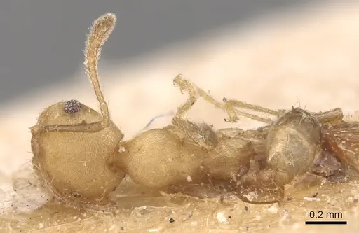 Pheidole anastasii - CASENT0904423