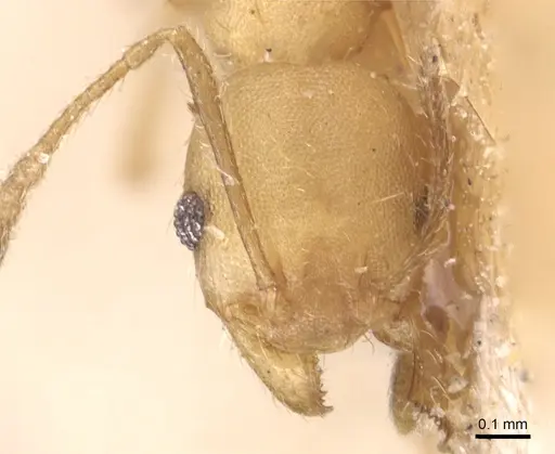 Pheidole anastasii - CASENT0904423