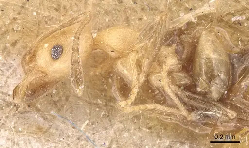 Pheidole anastasii - CASENT0904423