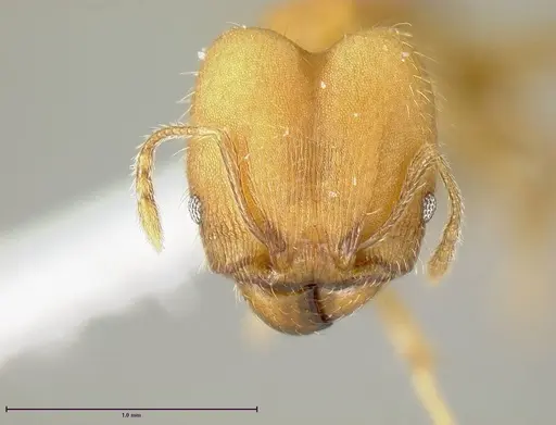 Pheidole anastasii - INBIOCRI001283142