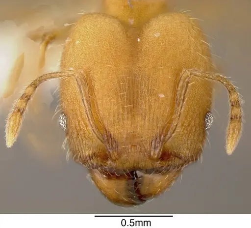 Pheidole anastasii - INBIOCRI001283143