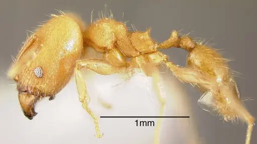 Pheidole anastasii - INBIOCRI001283143