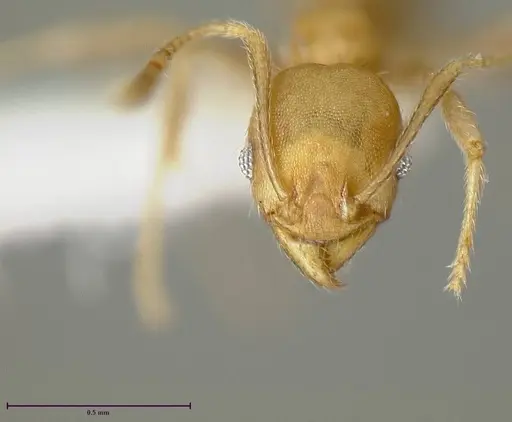 Pheidole anastasii - JTLC000015323