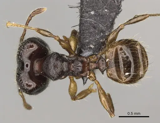 Pheidole andapa specimen