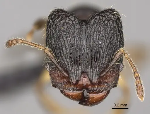 Pheidole andapa specimen