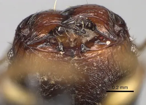 Pheidole andapa specimen