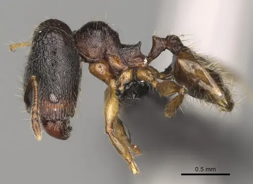 Pheidole andapa - CASENT0068047