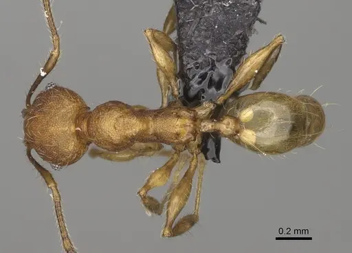 Pheidole andapa - CASENT0923178