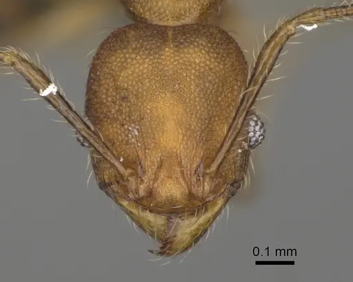 Pheidole andapa - CASENT0923178