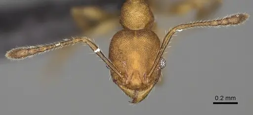 Pheidole andapa - CASENT0923178