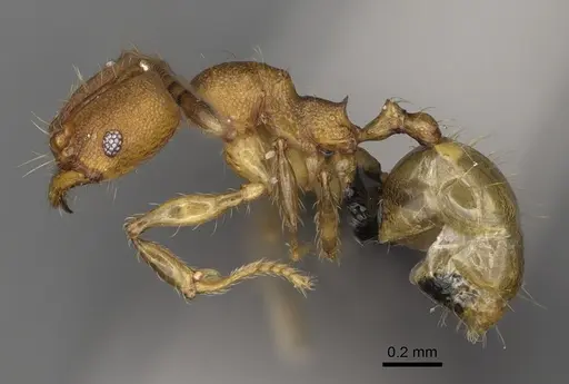 Pheidole andapa - CASENT0923178