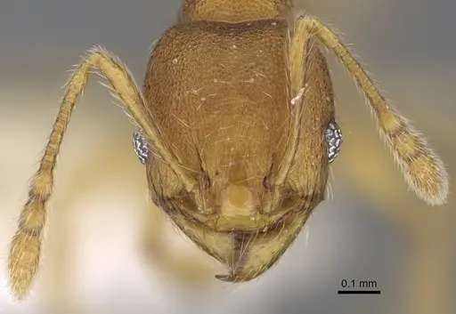 Pheidole andersoni specimen