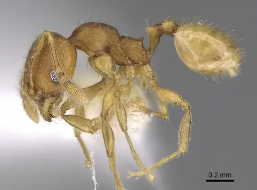 Pheidole andersoni specimen