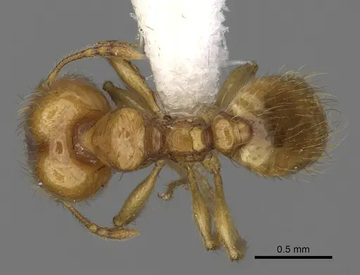 Pheidole andersoni - CASENT0645173