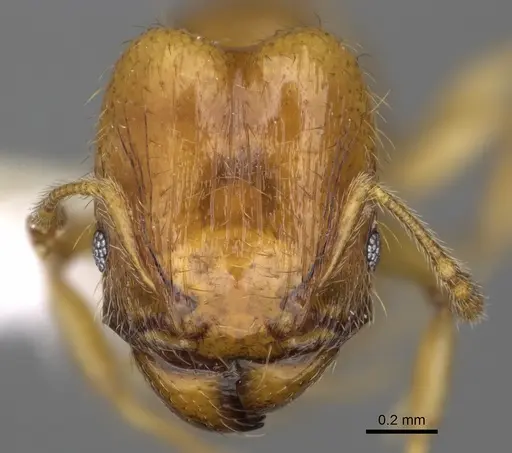 Pheidole andersoni - CASENT0645173