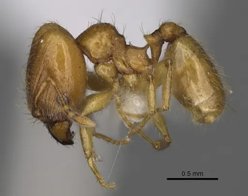 Pheidole andersoni - CASENT0645173