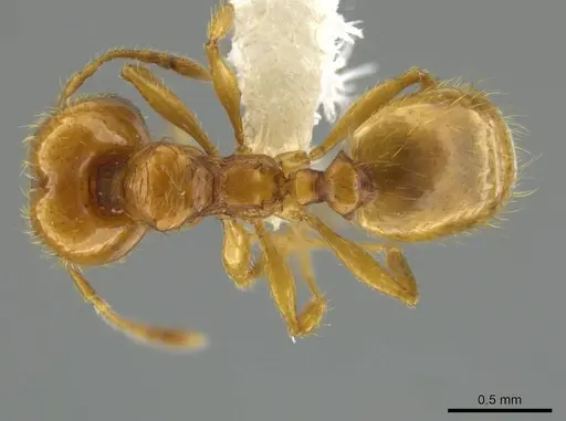Pheidole andersoni - CASENT0645179