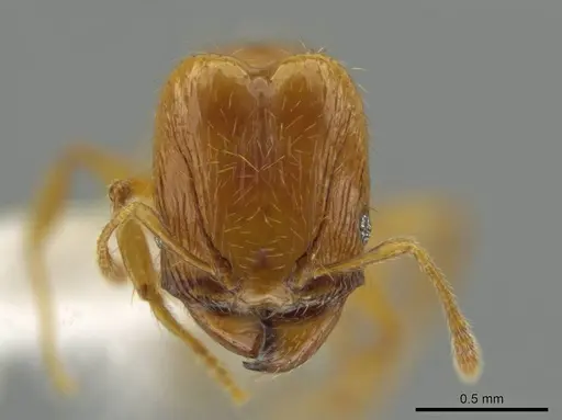 Pheidole andersoni - CASENT0645179