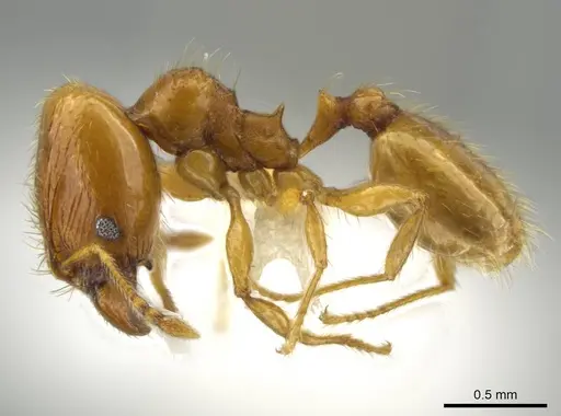 Pheidole andersoni - CASENT0645179