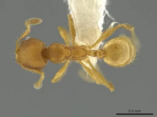 Pheidole andersoni - CASENT0645180