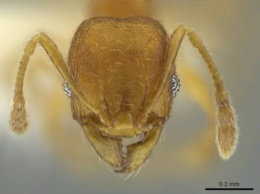 Pheidole andersoni - CASENT0645180