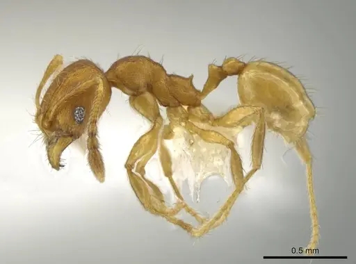 Pheidole andersoni - CASENT0645180