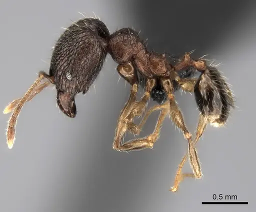 Pheidole andohahela specimen