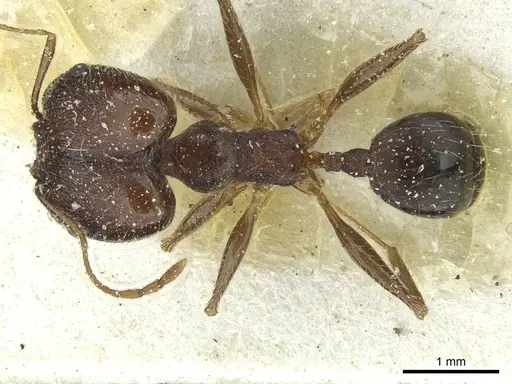 Pheidole andrieui specimen