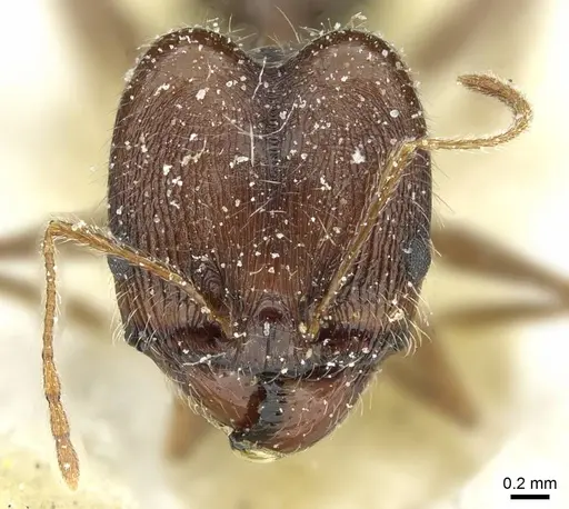 Pheidole andrieui specimen