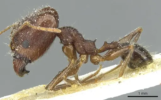 Pheidole andrieui specimen