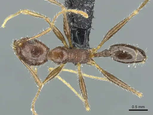 Pheidole andrieui - CASENT0913265