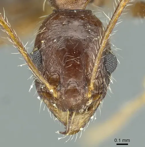 Pheidole andrieui - CASENT0913265