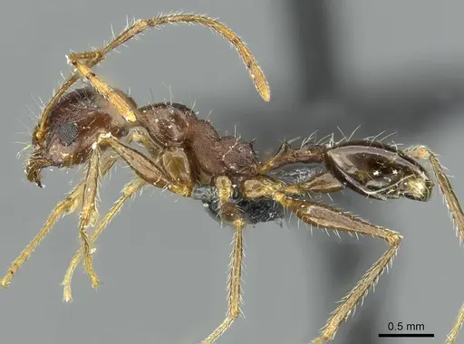 Pheidole andrieui - CASENT0913265