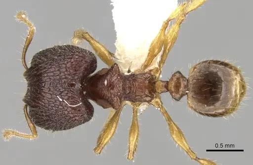 Pheidole angulicollis specimen