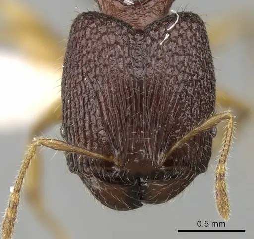 Pheidole angulicollis specimen