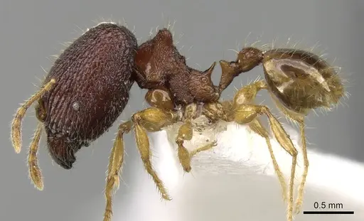 Pheidole angulicollis specimen