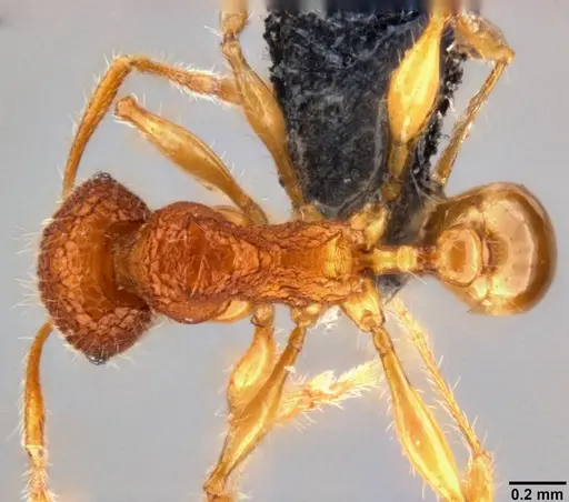 Pheidole angulicollis - CASENT0282600